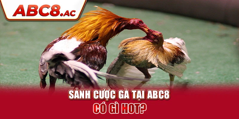 sanh-cuoc-ga-tai-abc8-co-gi-hot