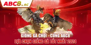 giong-ga-choi-cung-abc8-lua-chon-giong-ga-tot-nhat-2024