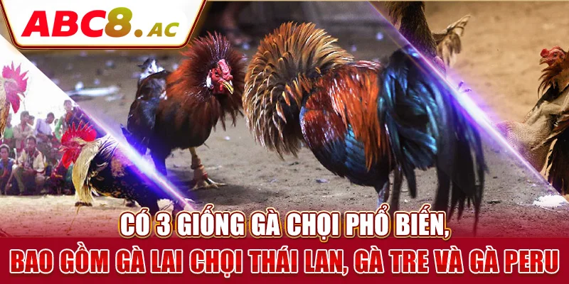 co-3-giong-ga-choi-pho-bien-bao-gom-ga-lai-choi-thai-lan-ga-tre-va-ga-peru