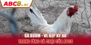 ga-buom-ve-dep-ky-ao-trong-lang-ga-choi-cua-abc8